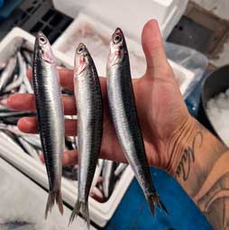Enrique Pérez El Moruto Pescados y Mariscos Málaga